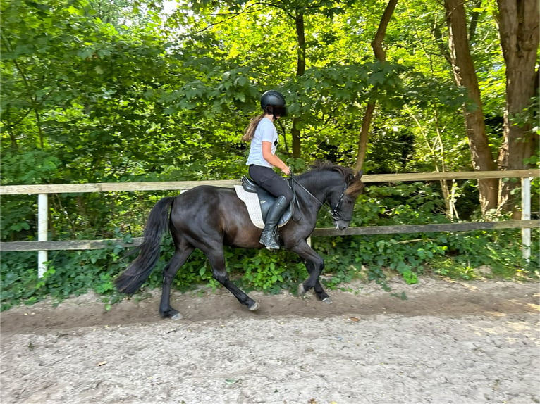 Caballos islandeses Mestizo Caballo castrado 10 años 140 cm in Oelixdorf