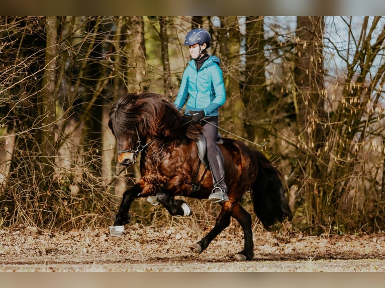 Caballos islandeses Caballo castrado 10 años 140 cm Castaño in Taufkirchen an der Trattnach