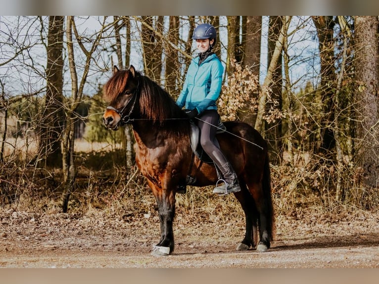 Caballos islandeses Caballo castrado 10 años 140 cm Castaño in Taufkirchen an der Trattnach