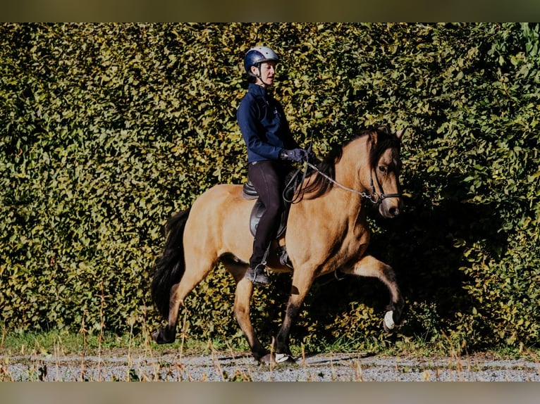 Caballos islandeses Caballo castrado 10 años 142 cm Buckskin/Bayo in Taufkirchen/Trattnach