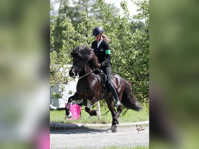 Caballos islandeses Caballo castrado 10 años 142 cm Negro in Lochen am See