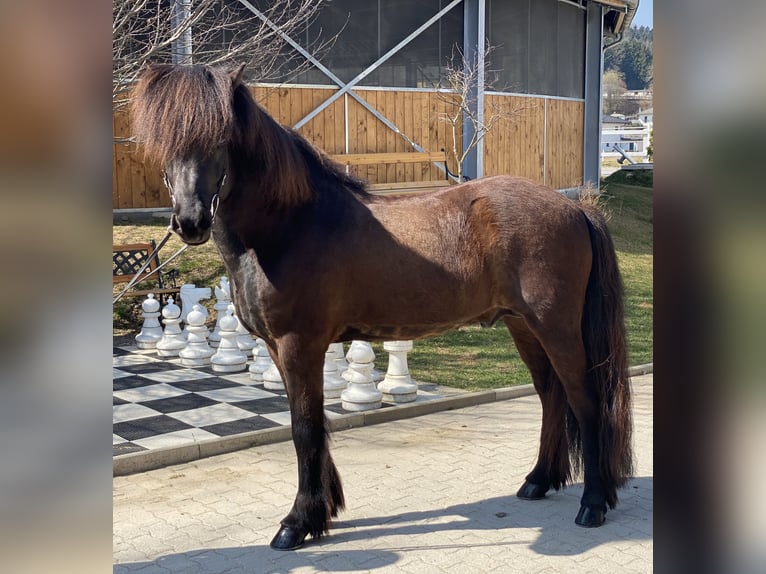 Caballos islandeses Caballo castrado 10 años 142 cm Negro in Lochen am See