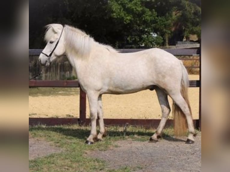 Caballos islandeses Caballo castrado 10 años 142 cm Tordo in Mettmann