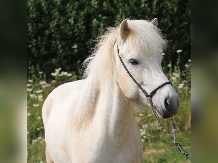 Caballos islandeses Caballo castrado 10 años 142 cm Tordo in Mettmann