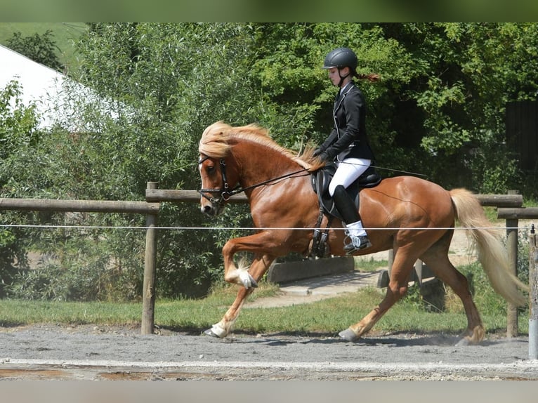 Caballos islandeses Caballo castrado 10 años 143 cm Alazán in Rotenburg an der Fulda