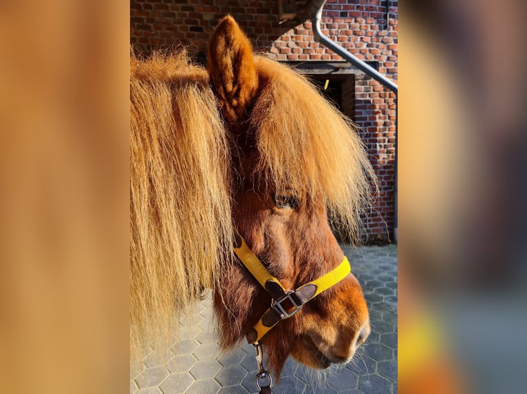 Caballos islandeses Caballo castrado 10 años 143 cm Alazán-tostado in Straelen