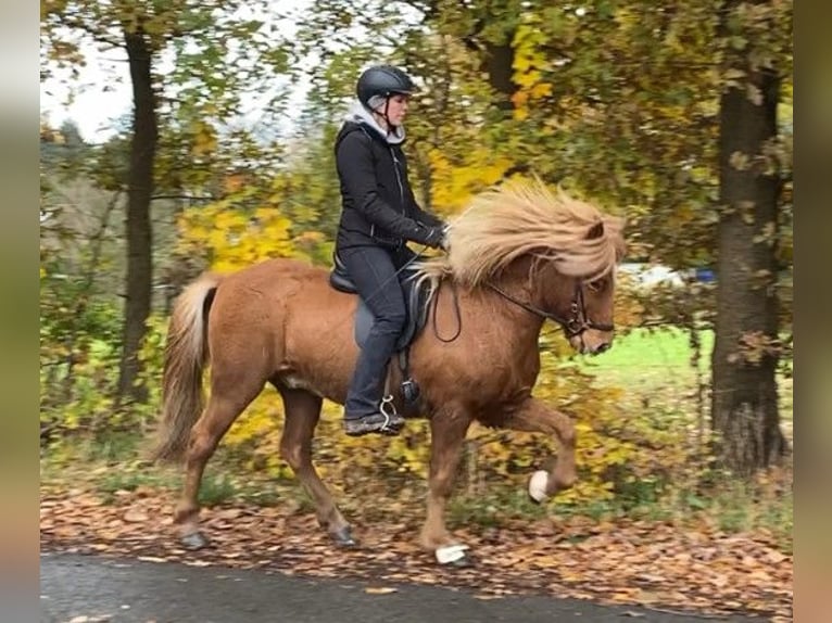 Caballos islandeses Caballo castrado 10 años 145 cm Alazán in Schneverdingen