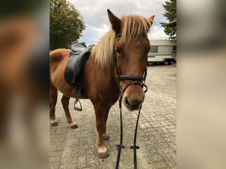 Caballos islandeses Caballo castrado 10 años 145 cm Alazán in Geeste