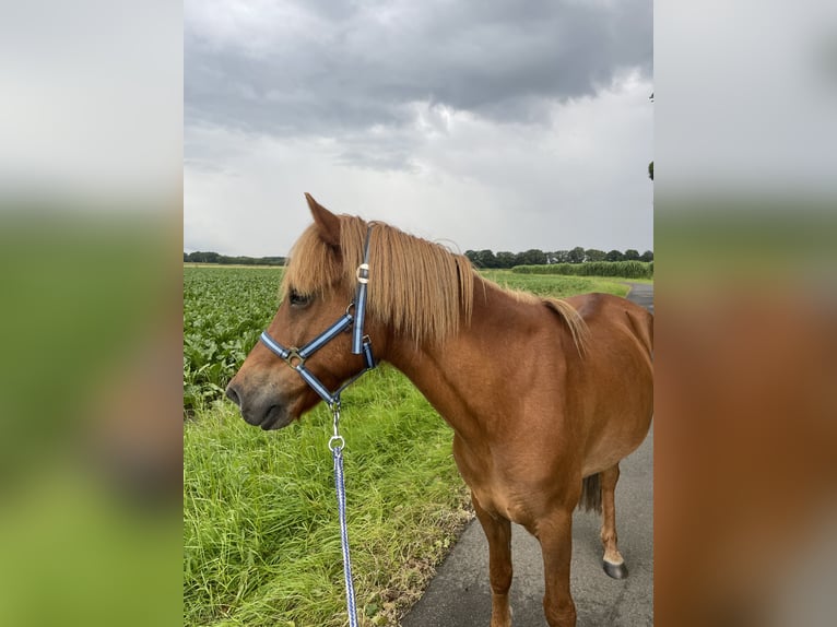 Caballos islandeses Caballo castrado 10 años 145 cm Alazán in Geeste