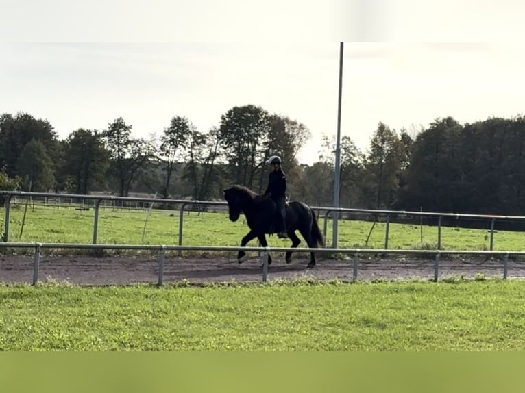 Caballos islandeses Caballo castrado 10 años 147 cm Negro in Soltau