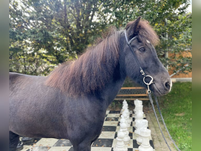 Caballos islandeses Caballo castrado 10 años 149 cm Negro in Lochen am See