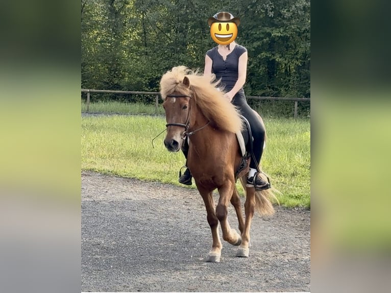 Caballos islandeses Caballo castrado 10 años 150 cm Alazán in Königswinter