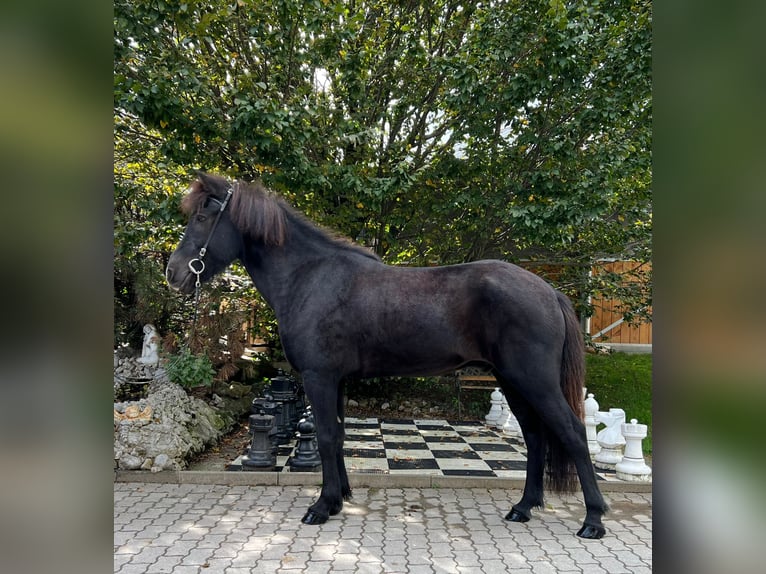 Caballos islandeses Caballo castrado 10 años 150 cm Negro in Rauris