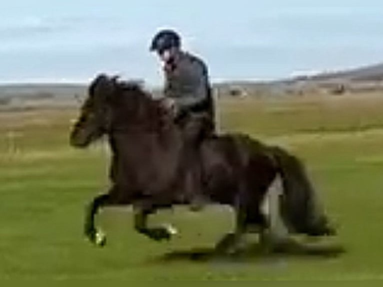 Caballos islandeses Caballo castrado 10 años Negro in Süd-Island