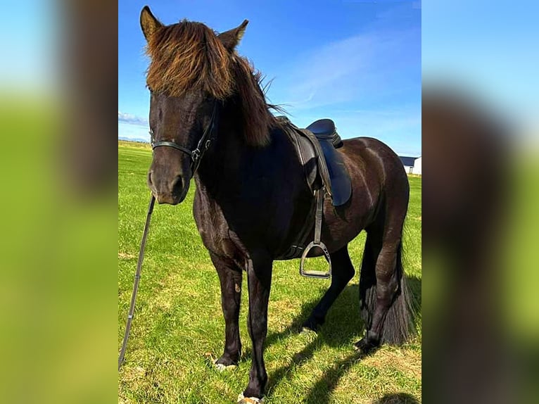 Caballos islandeses Caballo castrado 10 años Negro in Süd-Island