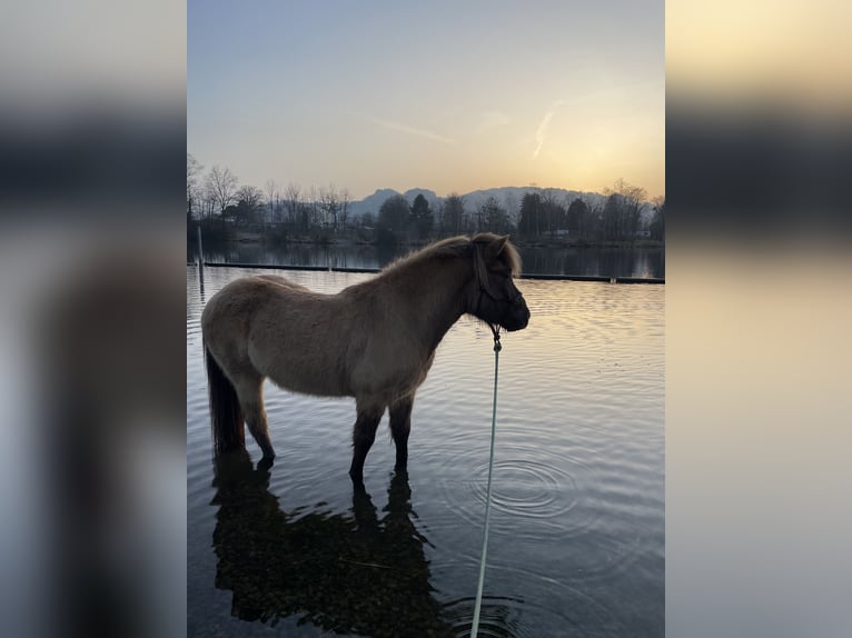 Caballos islandeses Caballo castrado 11 años 134 cm Bayo in Höchst