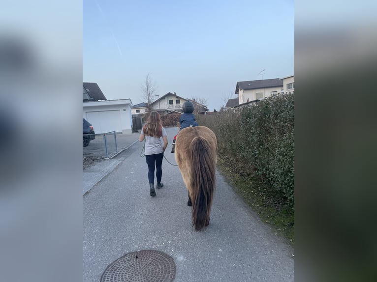 Caballos islandeses Caballo castrado 11 años 134 cm Bayo in Höchst