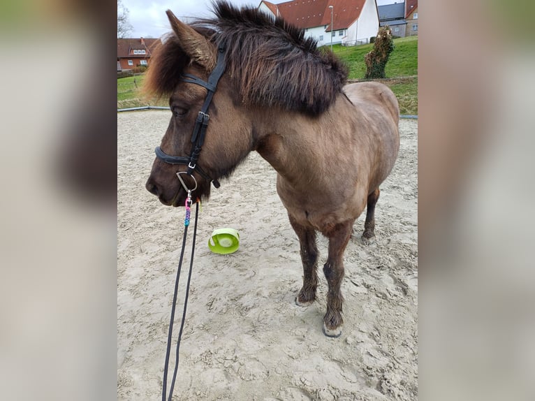 Caballos islandeses Caballo castrado 11 años 135 cm in Paderborn