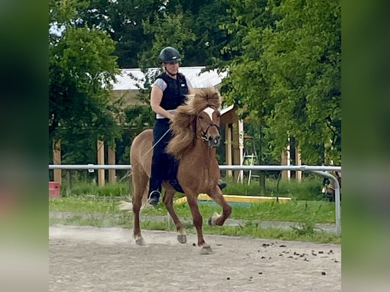 Caballos islandeses Caballo castrado 11 años 137 cm Alazán in Melle
