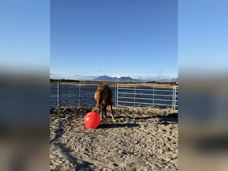 Caballos islandeses Caballo castrado 11 años 138 cm Alazán in Bad Hofgastein