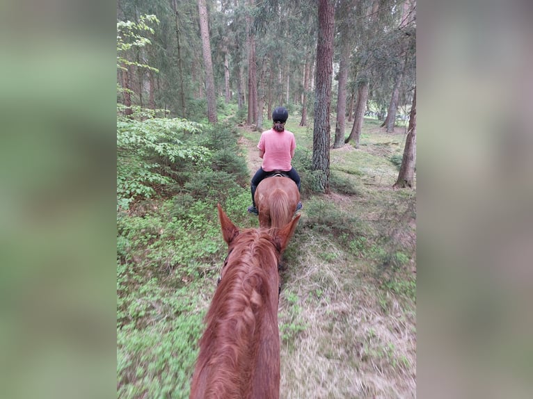 Caballos islandeses Caballo castrado 11 años 138 cm Alazán in Buchholz in der Nordheide