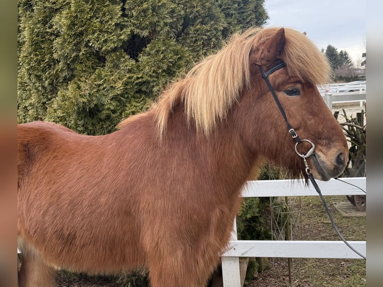Caballos islandeses Caballo castrado 11 años 139 cm Alazán in Lochen am See