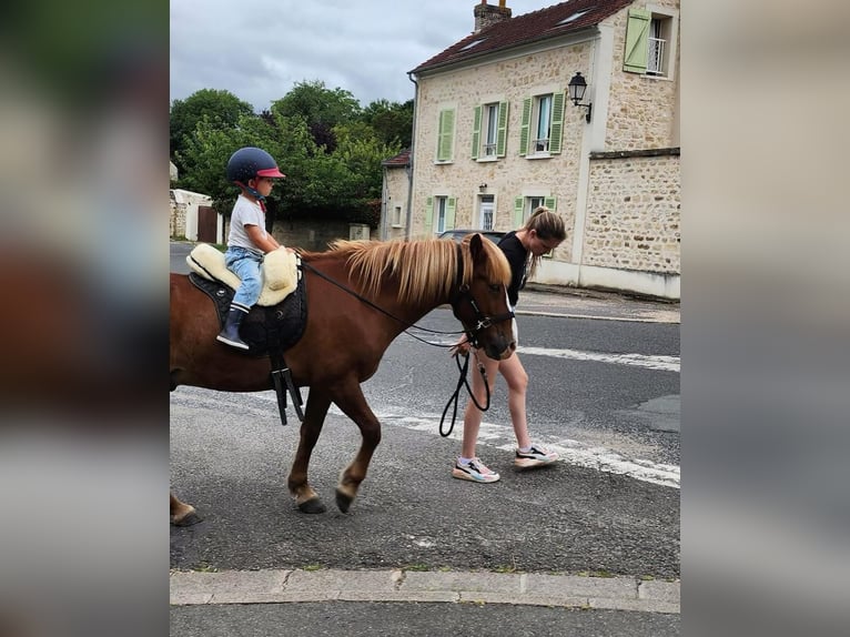 Caballos islandeses Caballo castrado 11 años 139 cm Alazán in Condécourt