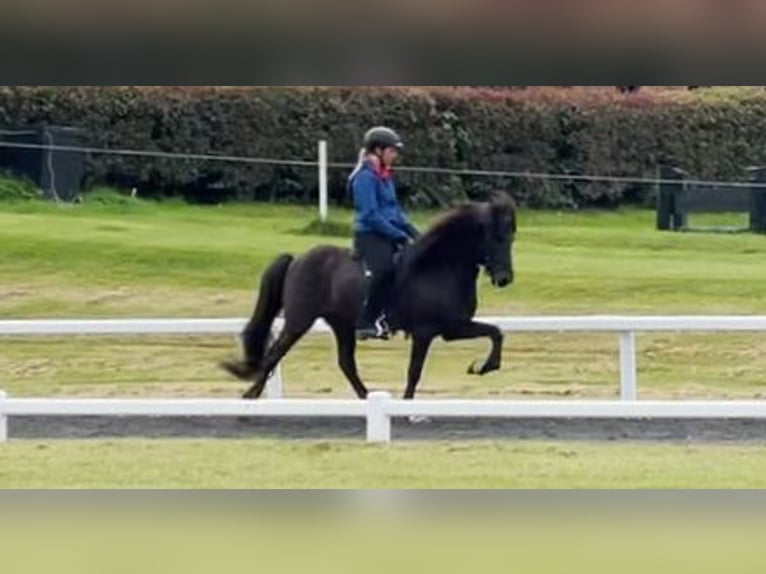 Caballos islandeses Caballo castrado 11 años 140 cm Negro in Wiemersdorf