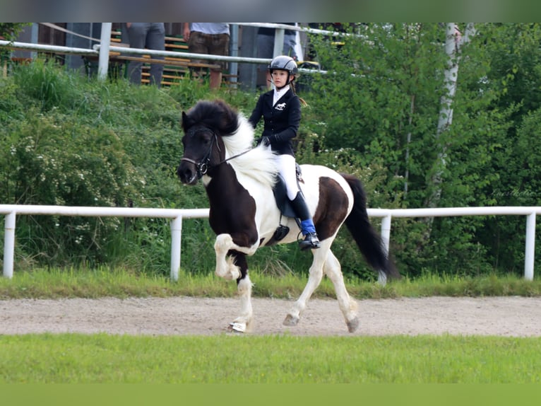 Caballos islandeses Caballo castrado 11 años 140 cm Pío in Straßwalchen