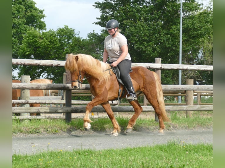 Caballos islandeses Caballo castrado 11 años 142 cm Alazán in Euskirchen