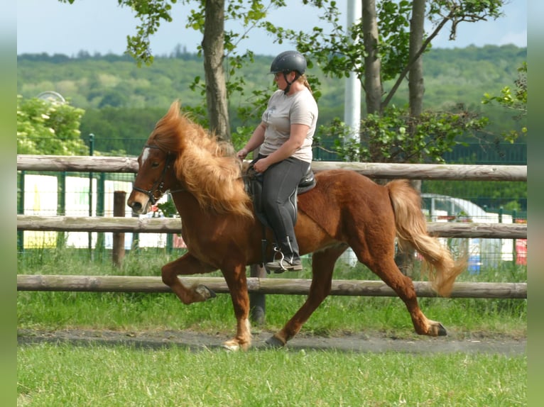 Caballos islandeses Caballo castrado 11 años 142 cm Alazán in Euskirchen