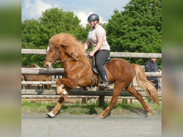 Caballos islandeses Caballo castrado 11 años 142 cm Alazán in Euskirchen