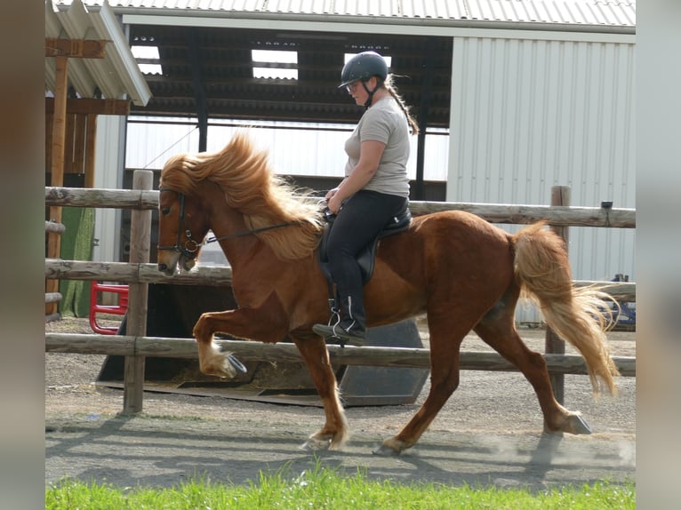 Caballos islandeses Caballo castrado 11 años 142 cm Alazán in Euskirchen