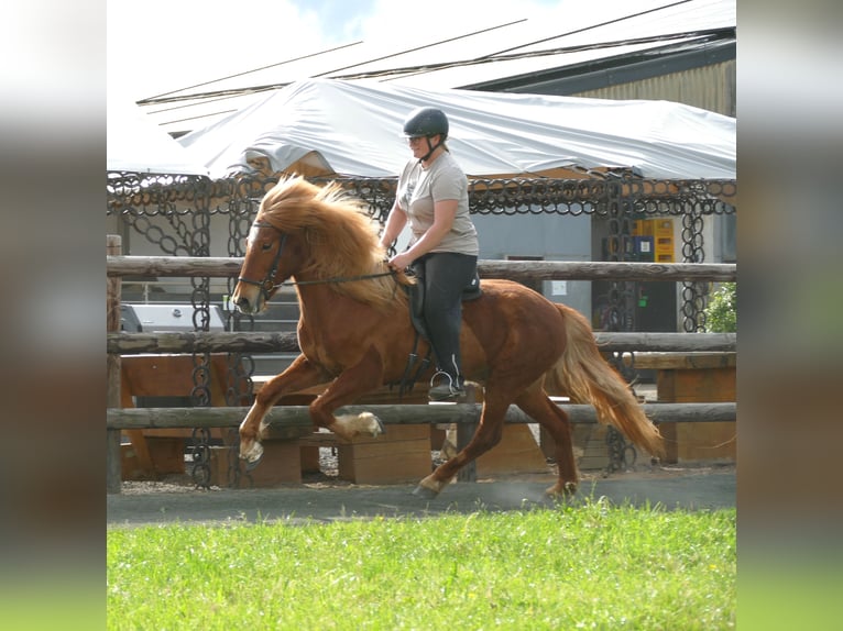 Caballos islandeses Caballo castrado 11 años 142 cm Alazán in Euskirchen