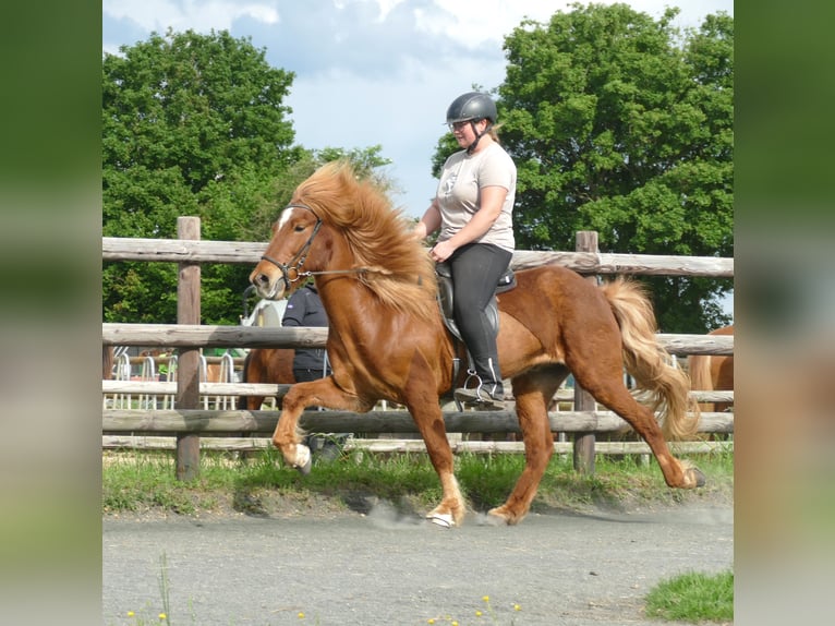 Caballos islandeses Caballo castrado 11 años 142 cm Alazán in Euskirchen