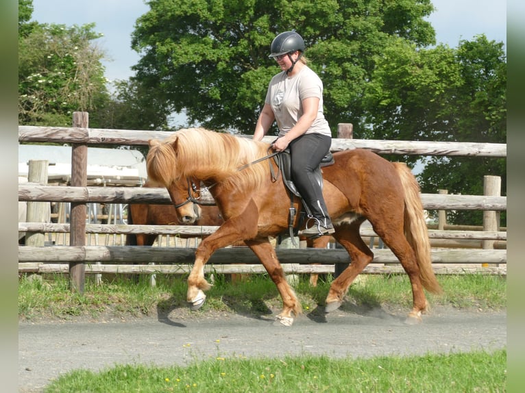 Caballos islandeses Caballo castrado 11 años 142 cm Alazán in Euskirchen