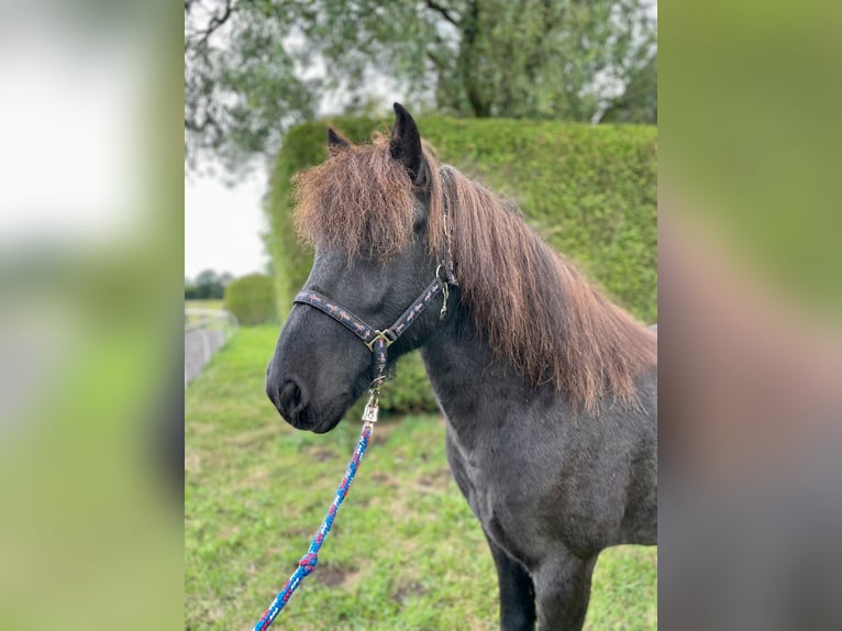 Caballos islandeses Caballo castrado 11 años 142 cm Negro in Stapelfeld