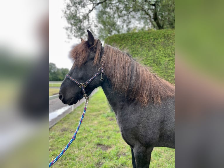 Caballos islandeses Caballo castrado 11 años 142 cm Negro in Stapelfeld