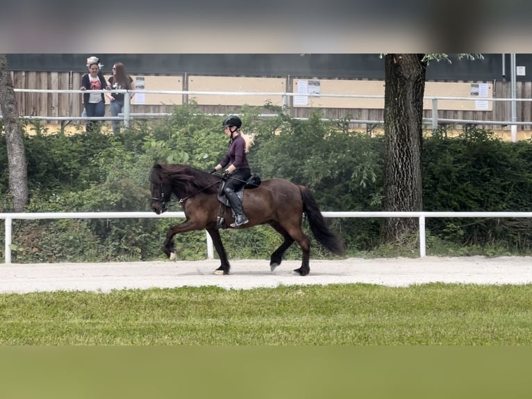 Caballos islandeses Caballo castrado 11 años 142 cm Negro in Lochen am See