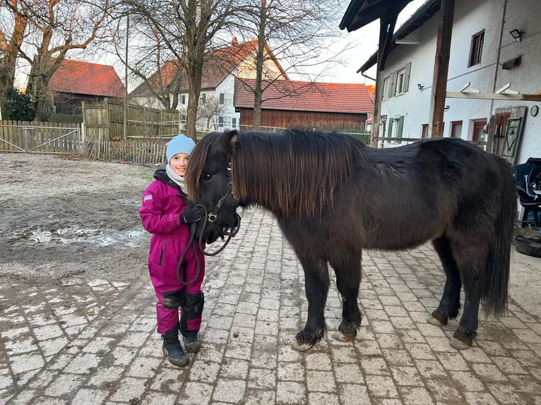 Caballos islandeses Caballo castrado 11 años 142 cm Negro in Landsberg am Lech