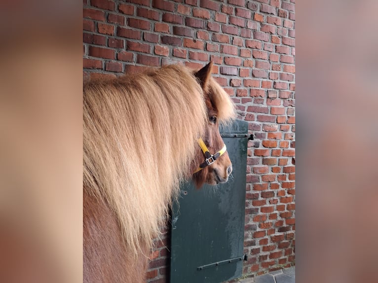 Caballos islandeses Caballo castrado 11 años 143 cm Alazán-tostado in Straelen