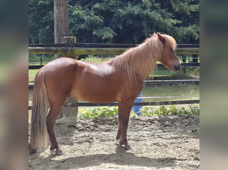 Caballos islandeses Caballo castrado 11 años 143 cm Alazán-tostado in Straelen