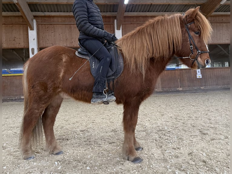 Caballos islandeses Caballo castrado 11 años 145 cm Alazán in Lochen am See