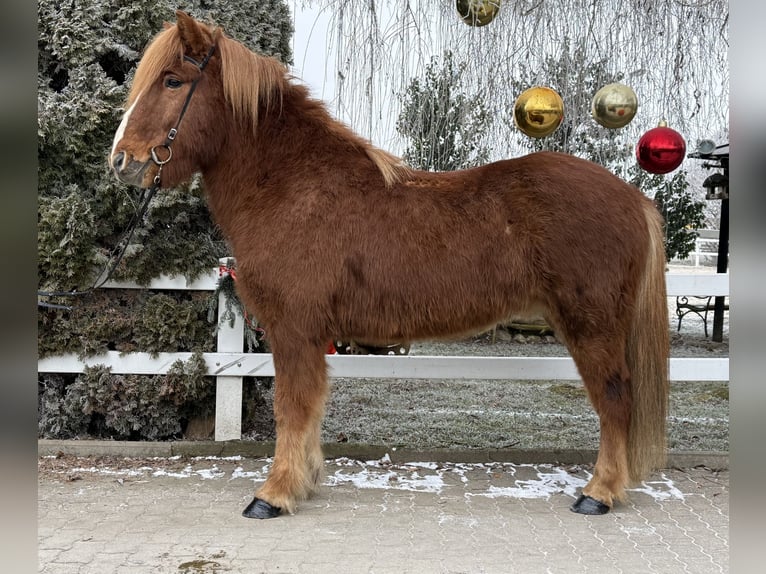 Caballos islandeses Caballo castrado 11 años 145 cm Alazán in Lochen am See