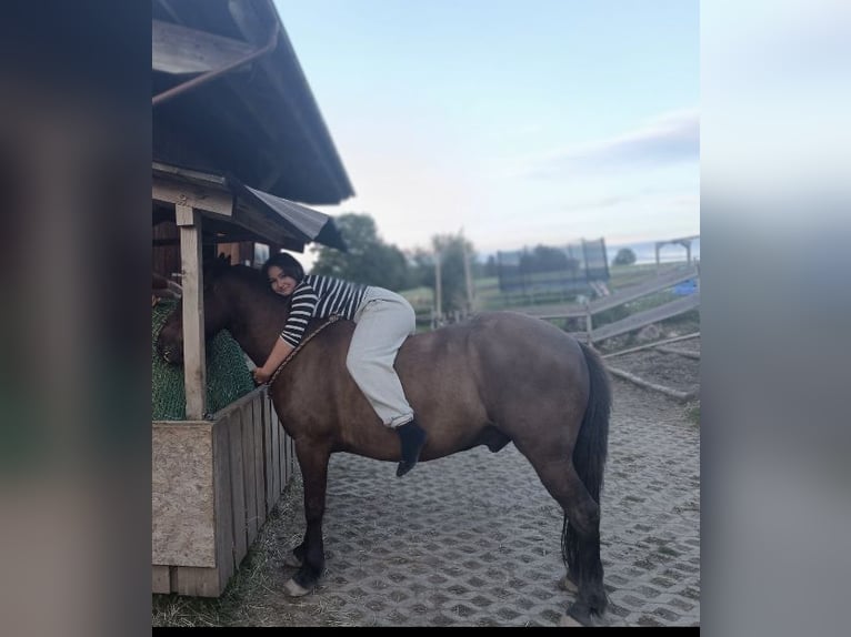 Caballos islandeses Caballo castrado 11 años 145 cm Castaño in Weilheim in OberbayernWeilheim