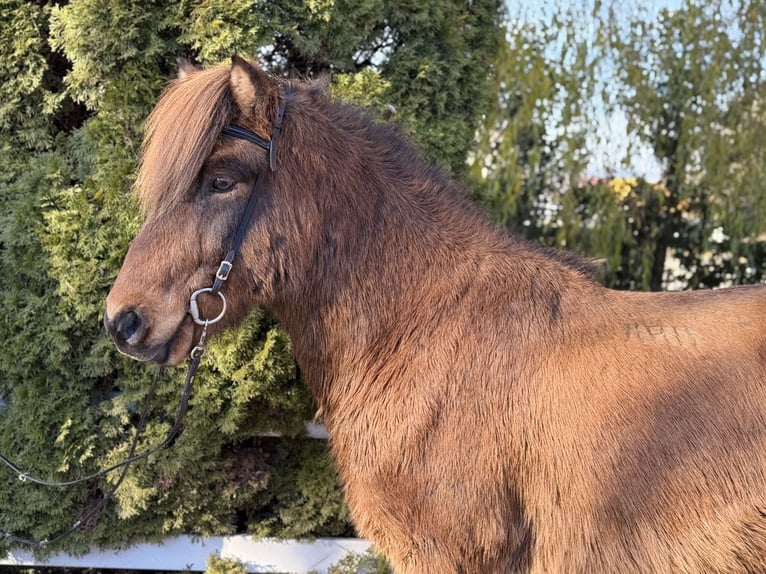 Caballos islandeses Caballo castrado 11 años 146 cm Castaño in Lochen am See