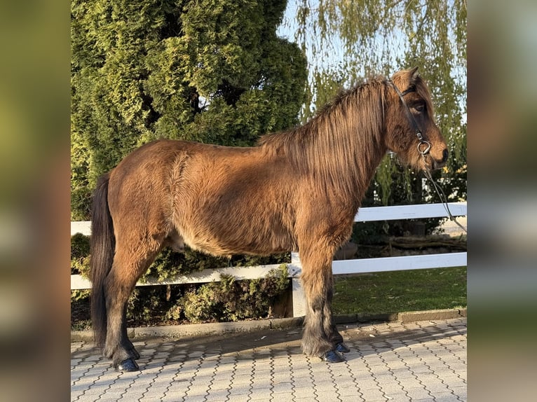 Caballos islandeses Caballo castrado 11 años 146 cm Castaño in Lochen am See