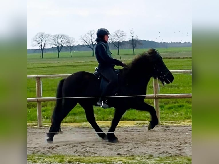Caballos islandeses Caballo castrado 11 años 146 cm Negro in Stöckse