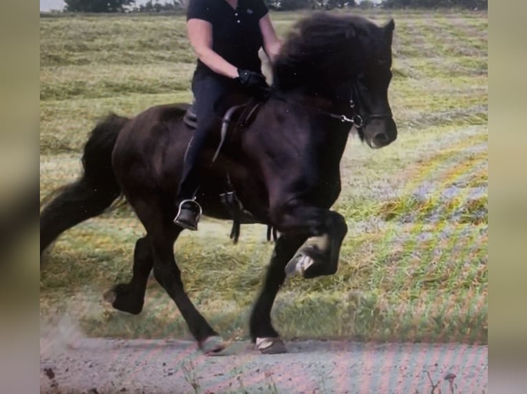 Caballos islandeses Caballo castrado 11 años 148 cm Negro in Kiefersfelden