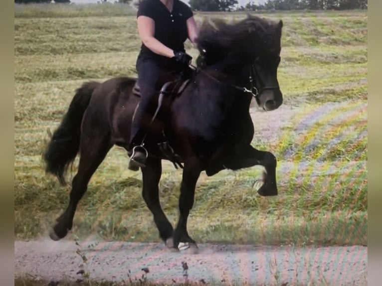 Caballos islandeses Caballo castrado 11 años 148 cm Negro in Kiefersfelden
